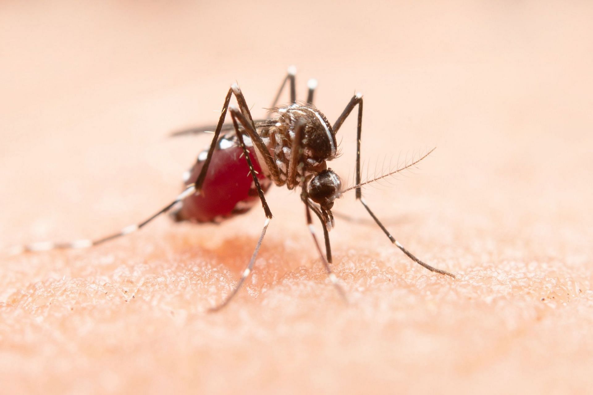 When a mosquito bites, it leaves some saliva in the human bloodstream (Image by jcomp on freepik)